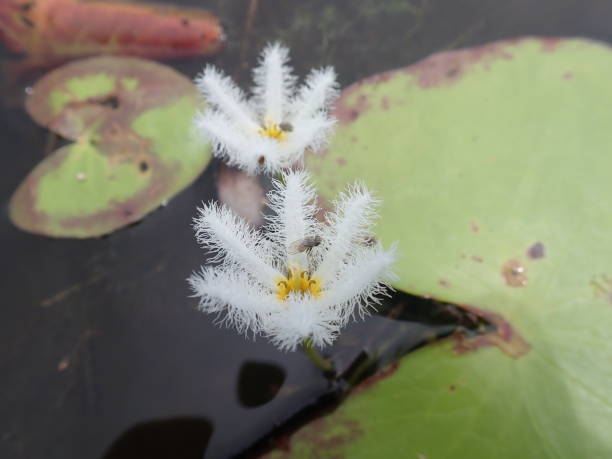 Close shot two flower water lilies (Nymphoides indica or banana plant, robust marshwort, and water snowflake) blooming in the pond. It's an aquatic plant in the Menyanthaceae. Close shot two flower water lilies (Nymphoides indica or banana plant, robust marshwort, and water snowflake) blooming in the pond. It's an aquatic plant in the Menyanthaceae. marshwort stock pictures, royalty-free photos & images