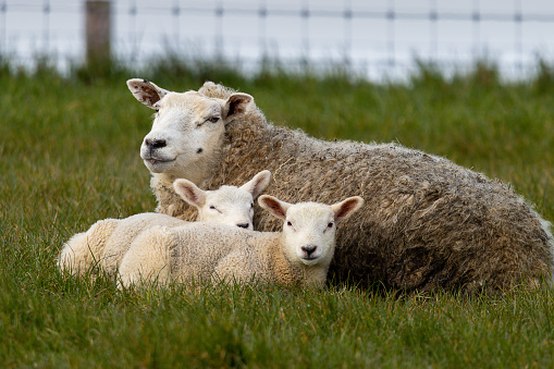 Sheep and lamb on the field