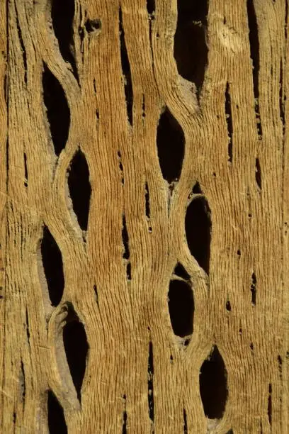 Photo of Cactus wood close-up. Isla Incahuasi in the middle of the world's biggest salt plain Salar de Uyuni, Bolivia.