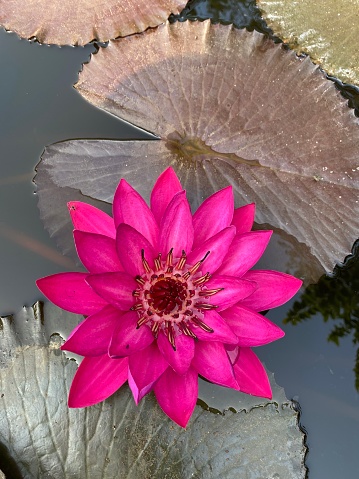 Lotus flower and leafs