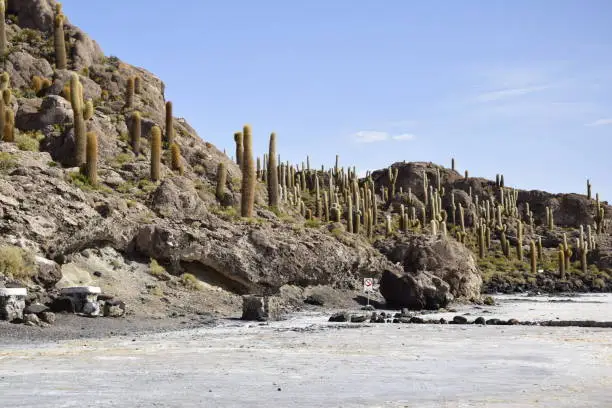 Photo of Isla Incahuasi in the middle of the world's biggest salt plain Salar de Uyuni, Bolivia.