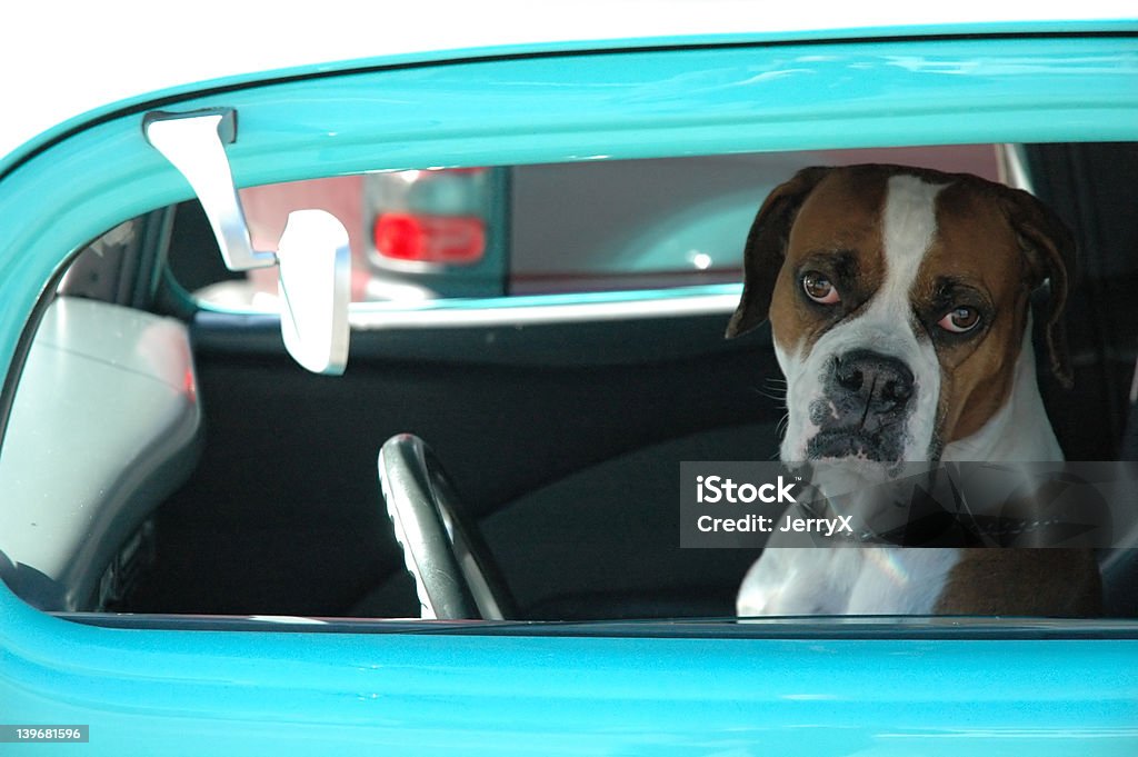 Loveable Pies jazdy samochodu - Zbiór zdjęć royalty-free (Pies)