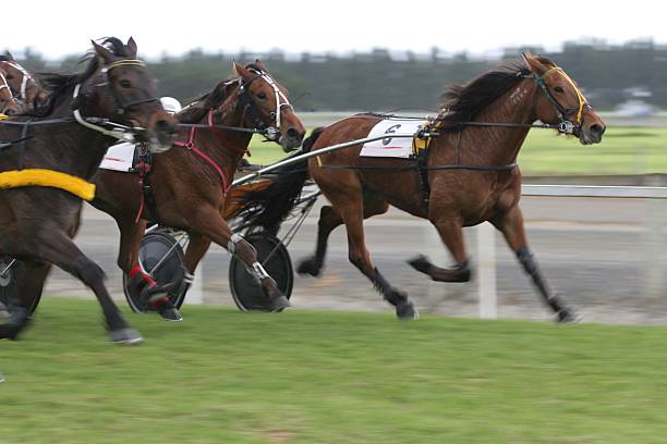 Harness Racing / Trotting The front runners in a trotting race about 5 lengths from the line. canterbury england photos stock pictures, royalty-free photos & images