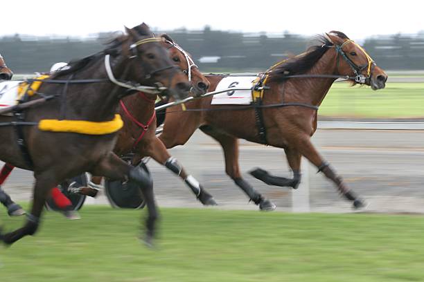 Harness Racing / Trotting The front runners in a trotting race about 5 lengths from the line. new zealand photos stock pictures, royalty-free photos & images