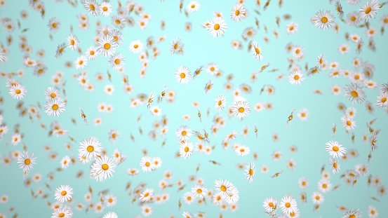 Flying white daisy flowers. 3d illustration.