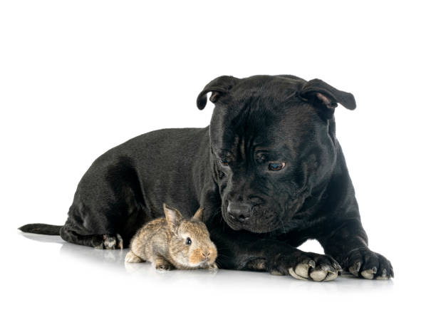 istock staffordshire bull terrier and rabbit 1396819097