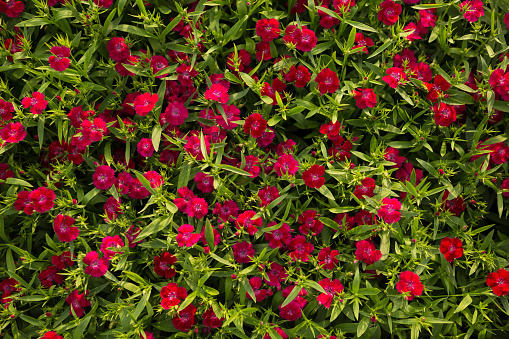 texture of red garden carnation flowers, surrounded by greenery, flat lay
