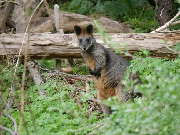 Photo of Stunning Swamp Wallaby