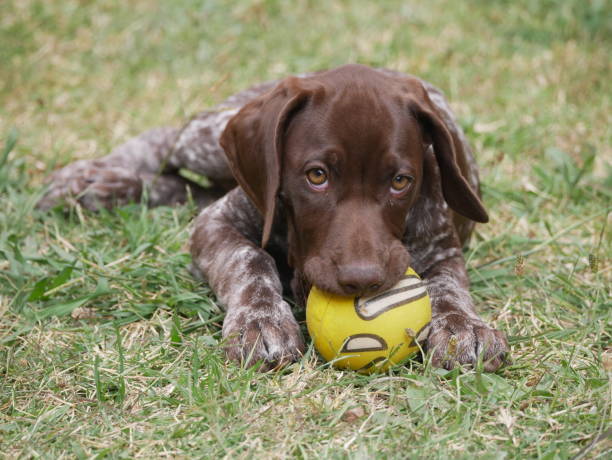 istock Cute Puppy German Shorthaired Pointer (GSP) 1396819515