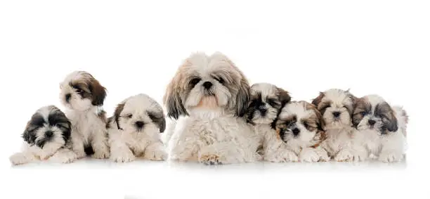 family of Shih Tzu in front of white background