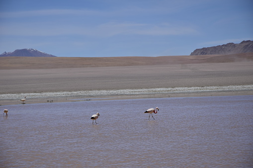 Lake between the mountains, with pink flamingo. Off-road tour on the salt flat Salar de Uyuni in Bolivia.