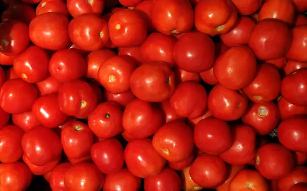 Group of red tomato background texture.