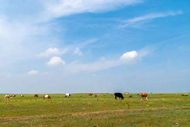 istock Cattle on the grassland in summer, Inner Mongolia, western China 1396822805