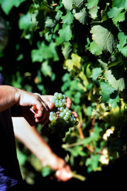 istock The harvest of the white grapes 1396823237
