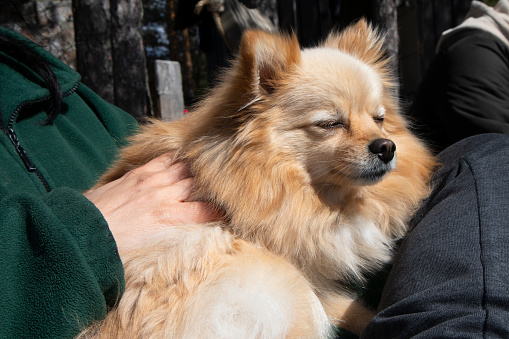 Pet owner, Lap dog, Sunbathing, Eyes closed, Relaxation