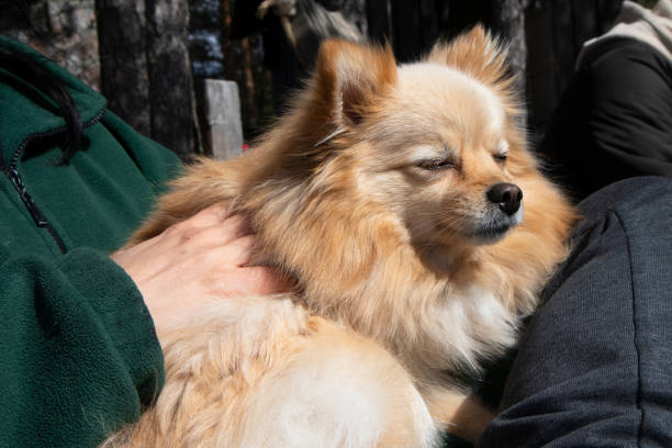 Dog sleeping on owner's lap Pet owner, Lap dog, Sunbathing, Eyes closed, Relaxation pomeranian stock pictures, royalty-free photos & images