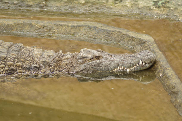Crocodile in a river. Nile crocodile