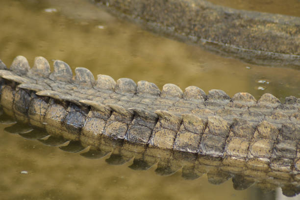 Crocodile tail in a river. Nile crocodile