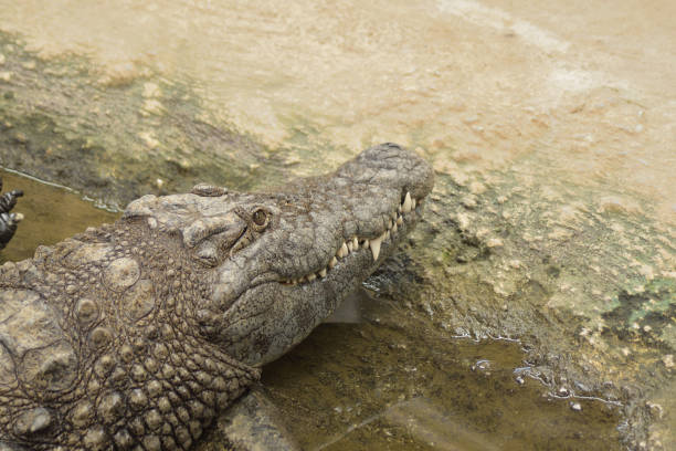 istock Crocodile mouth with teeth in a river. Nile crocodile 1396824476