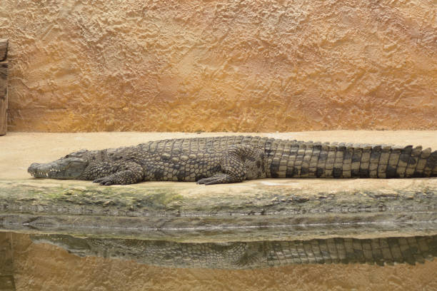 Crocodile resting in the riverside. Nile crocodile