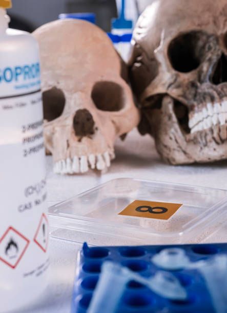 Several human skulls next to petri dish with bone remains to determine DNA in forensic laboratory stock photo