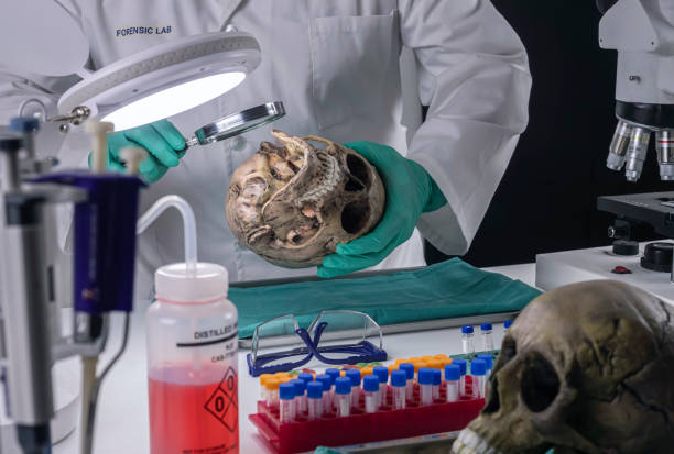 Forensic scientist examines human skull of adult male homocide victim to extract DNA, forensic laboratory, conceptual image stock photo