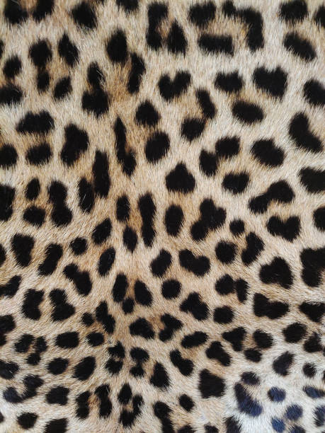 istock Leopard skin close-up with texture of spots and wool 1396824699