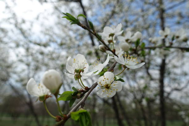 istock Stalks with white flowers of plum tree in April 1396825547