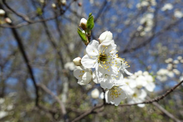 istock Simple white flowers of plum tree in April 1396825556
