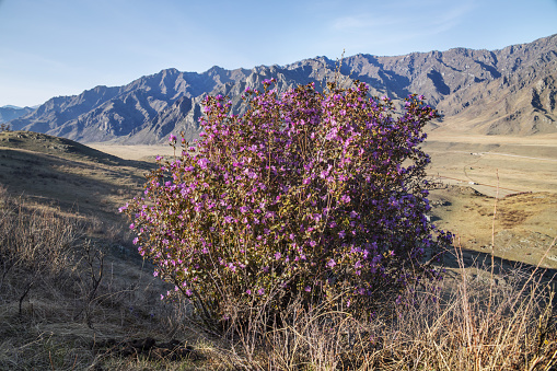 A beautiful bush of flowering wild rosemary against the backdrop of mountain peaks in the Altai Republic. Spring in the mountains. Horizontal landscape in warm colors.
