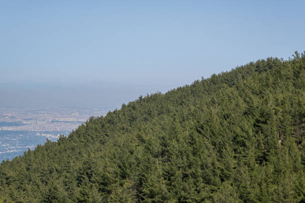 istock High altitude forest landscape, city in the background 1396825924