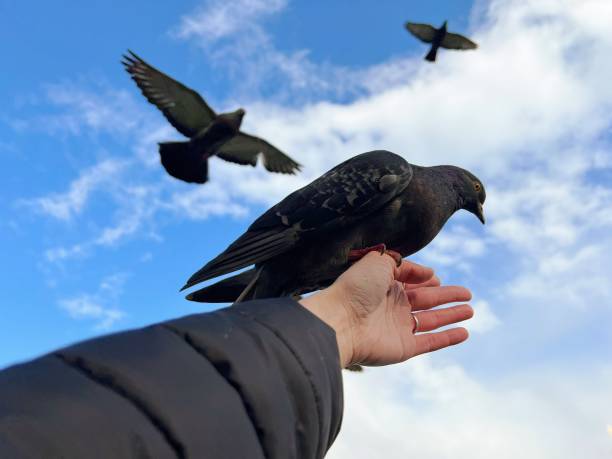 Black pigeon on a hand against blue sky Feed the birds. Freedom squab pigeon meat photos stock pictures, royalty-free photos & images