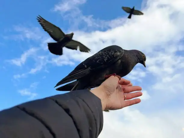 Feed the birds. Freedom