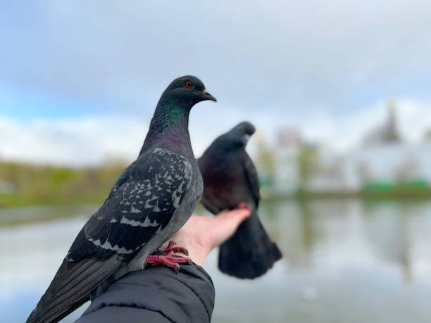 istock pigeons on a hand against blue sky 1396825975