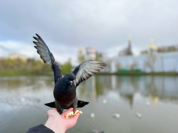 istock pigeon on a hand against blue sky 1396825985