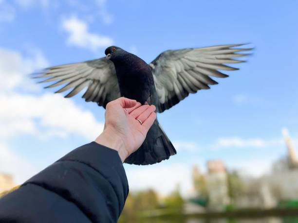 istock pigeons on a hand against blue sky 1396826068
