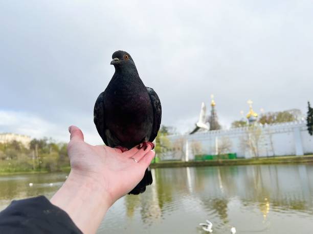 pigeon on a hand against blue sky Feed the birds. Freedom squab pigeon meat photos stock pictures, royalty-free photos & images
