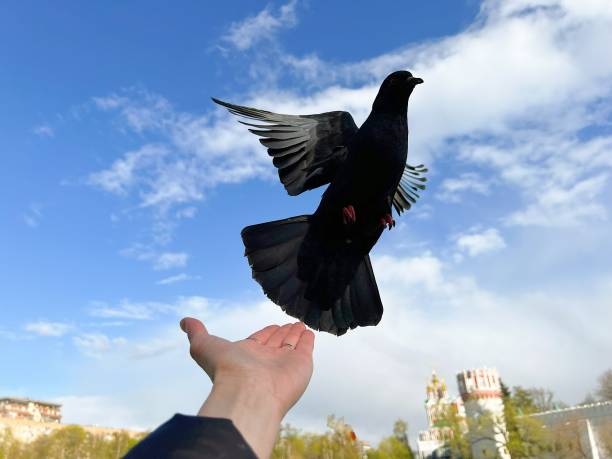 pigeon on a hand against blue sky Feed the birds. Freedom squab pigeon meat stock pictures, royalty-free photos & images