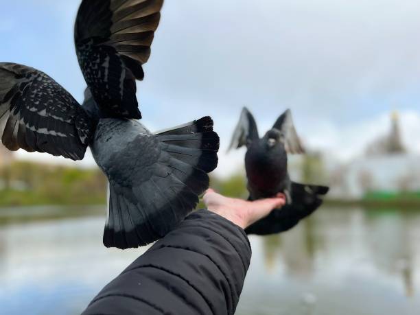 istock Two pigeons on a hand against blue sky 1396826117