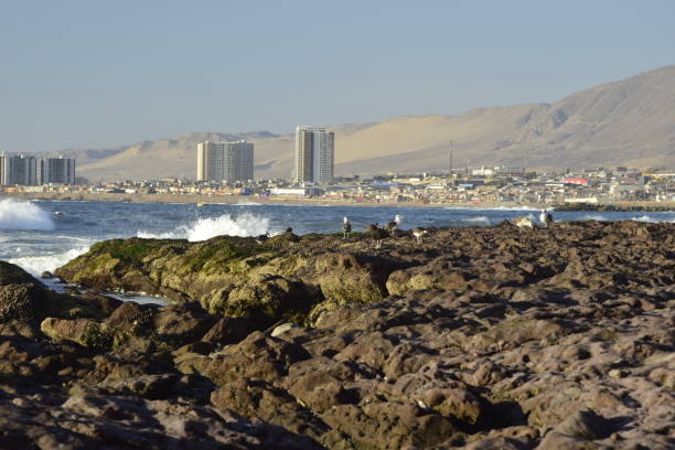 istock Shellfish on rocks on the ocean coast. Antofagasta, Chile. 1396826182