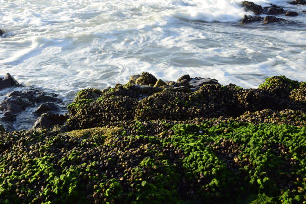 istock Shellfish on rocks on the ocean coast. Antofagasta, Chile. 1396826200