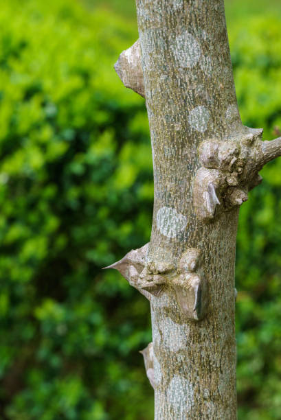 istock Original abstract design created by nature from the thorns and of Spiny Tree Trunk Zanthoxylum americanum. Selective focus. 1396827163