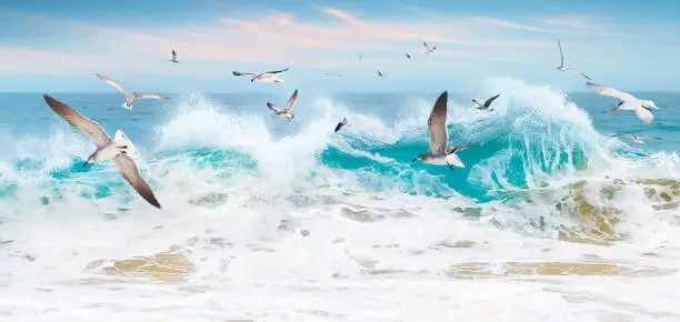 Photo of A flock of seagulls over the waves. Ocean storm in Mexico. Baja California Sur.