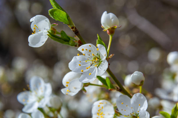 istock Spring blossoms of Spreading Plum tree, Prunus divaricata, white flowers blooming during Spring Sakaru season. Macro closeup 1396827641