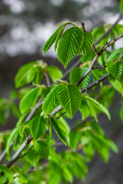 istock A tree branch with first leaves at spring. Carpinus orientalis. 1396828571