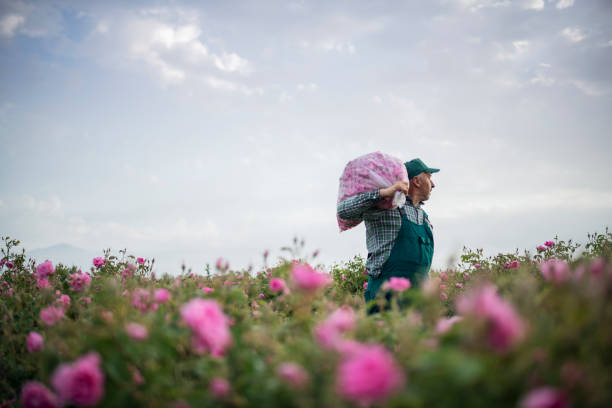 istock Rosa damascena harvest. 1396828591