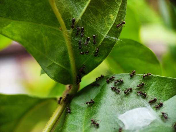 istock Close-up of several ants working on a leaf 1396828741