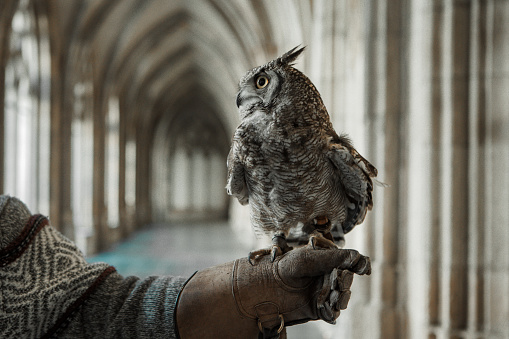 An owlet on a handler's glove