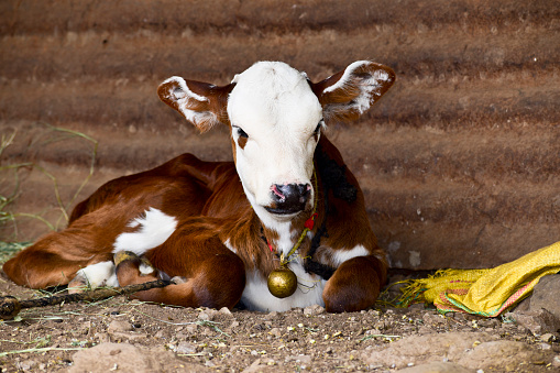 Baby Sapi Sapi Kecil Adalah Anak Sapi Foto Stok - Unduh Gambar Sekarang - Alam ...
