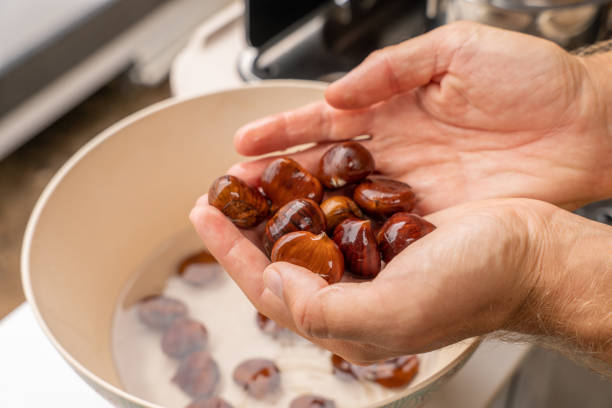 zbliżenie na dłonie trzymające kasztany po ich umyciu, lśniące i odbijające - chestnut zdjęcia i obrazy z banku zdjęć